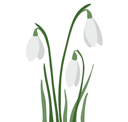 Image shows 3 snowdrops.