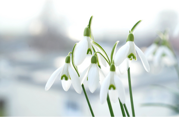 Image shows a bunch of snowdrops.
