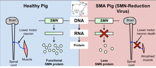 Images shows a large animal model for SMA.