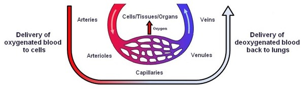 Diagram showing the vasculature system. 