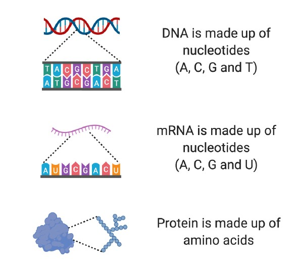 Diagram showing the building blocks of DNA, mRNA and Protein.