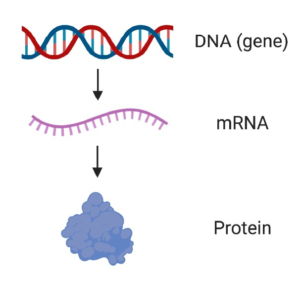 Diagram showing the transition from DNa to mRNA to Protein.