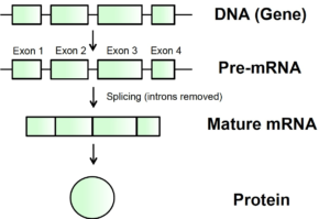From DNA to protein - diagram explaining how splicing works.