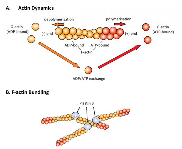 Image shows Plastin 3 as an F-actin bundling protein.