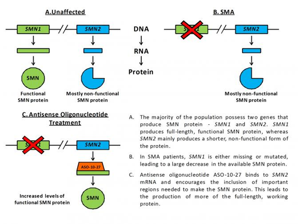 Image shows a diagram of the encouragement of production of more working SMN protein from the SMN2 gene.