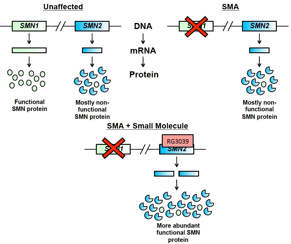 Diagram showing how some small molecules are capable of increasing functional SMN protein production from SMN2 by targeting its DNA, activating the gene, and thereby increasing the total amount of protein is makes.