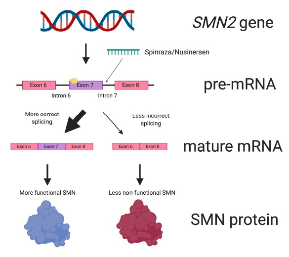 Diagram showing how Spinraza works by improving the splicing of SMN2.