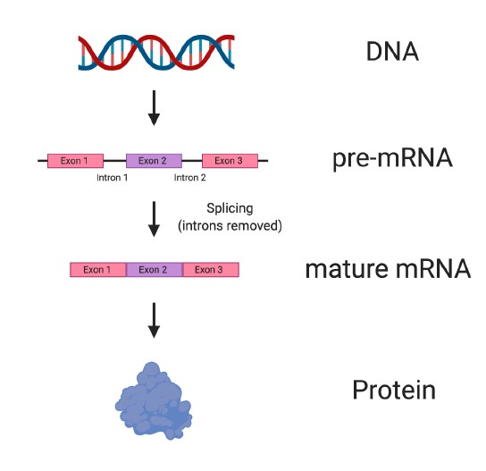 Diagram showing how splicing converts pre-mRNA to mature RNA.
