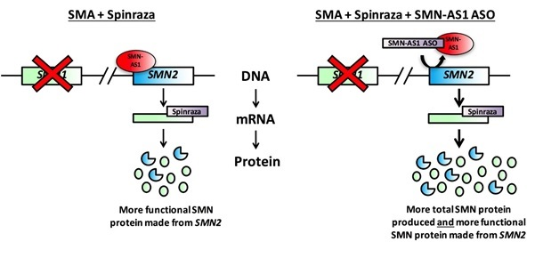 Diagram: Targeting SMN-AS1 for degradation is a potential therapeutic strategy for SMA (SMN2).