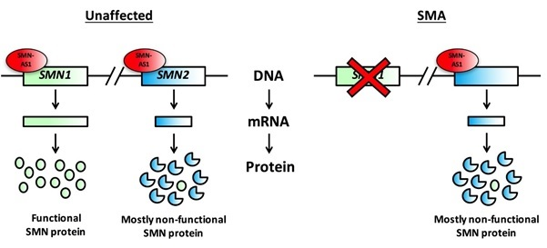 Diagram showing targeting SMN-AS1 for degradation as a potential therapeutic strategy for SMA.