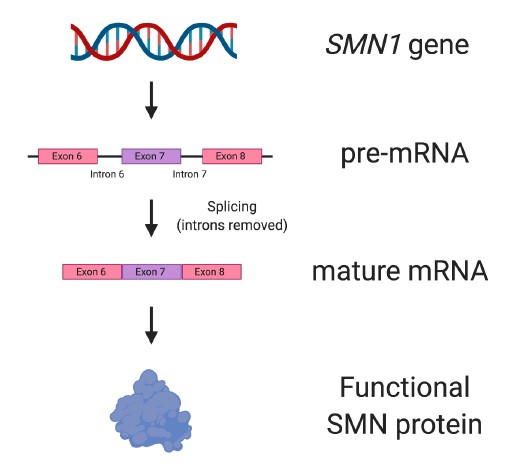 Diagram showing how the SMN1 gene produces SMN protein.