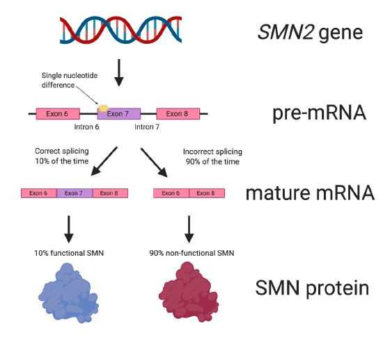 Diagram showing how the SMN2 gene works.