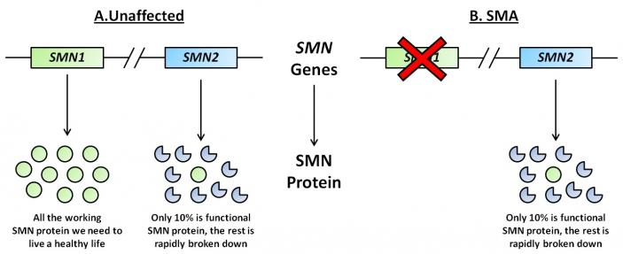 Diagram shows how SMN1 and SMN2 make SMN protein.