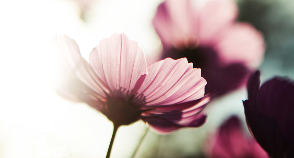 Purple flowers