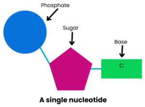 Image shows a diagram of a single nucleotide (with phosphate, sugar and base)