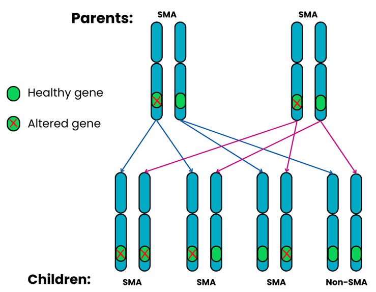 Genetics diagram showing autosomal dominant outcome 2