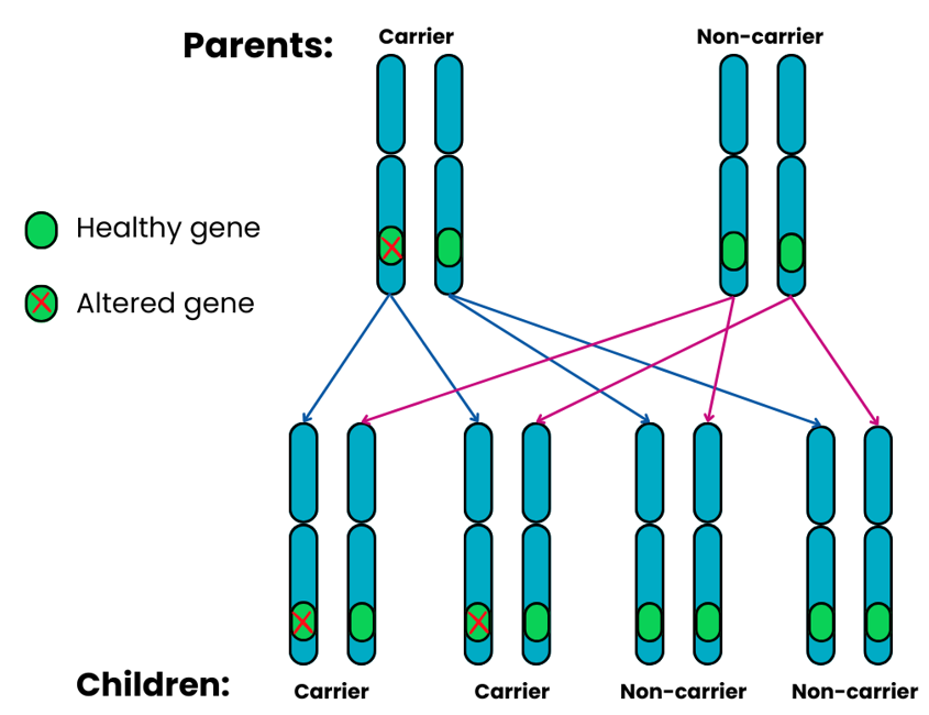 Genetics image showing the autosomal recessive outcome 2