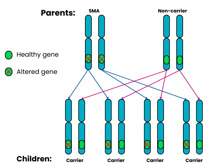 Genetics image showing the autosomal recessive outcome 3