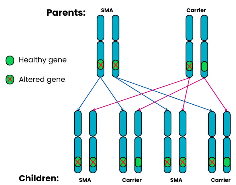 Genetics image showing the autosomal recessive outcome 4