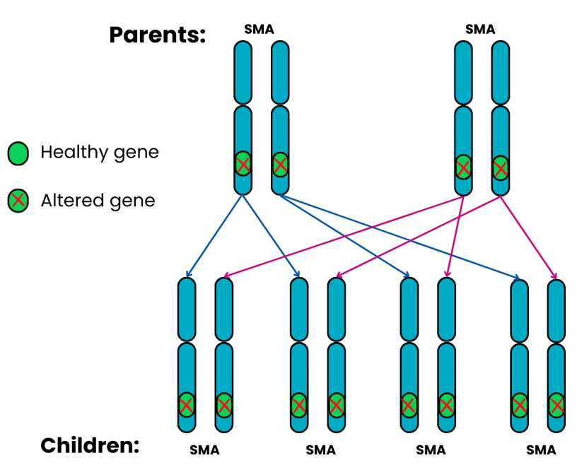 Genetics image showing the autosomal recessive outcome 5