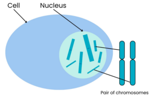 Diagram shows the structure of a cell with a nucleus and a pair of chromosomes