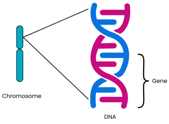 The Genetics of 5q SMA - Spinal Muscular Atrophy UK