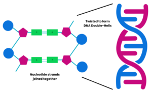 Image shows how nucleotide strands twist together to form the DNA double-helix shape.