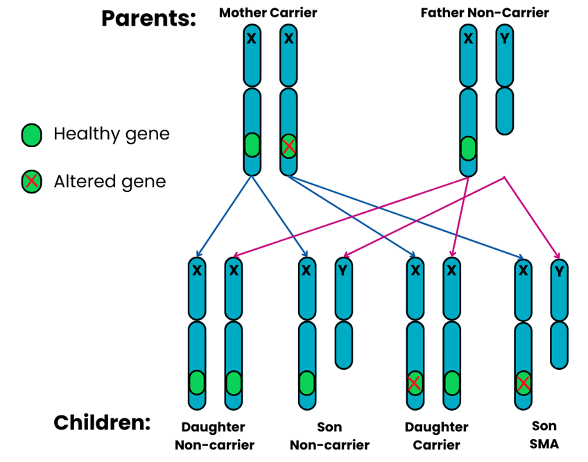 Genetics diagram showing x linked recessive pattern 1