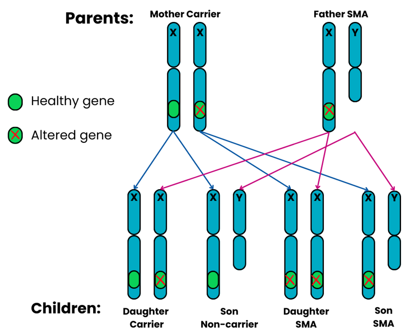 Genetics diagram showing x linked recessive pattern 2