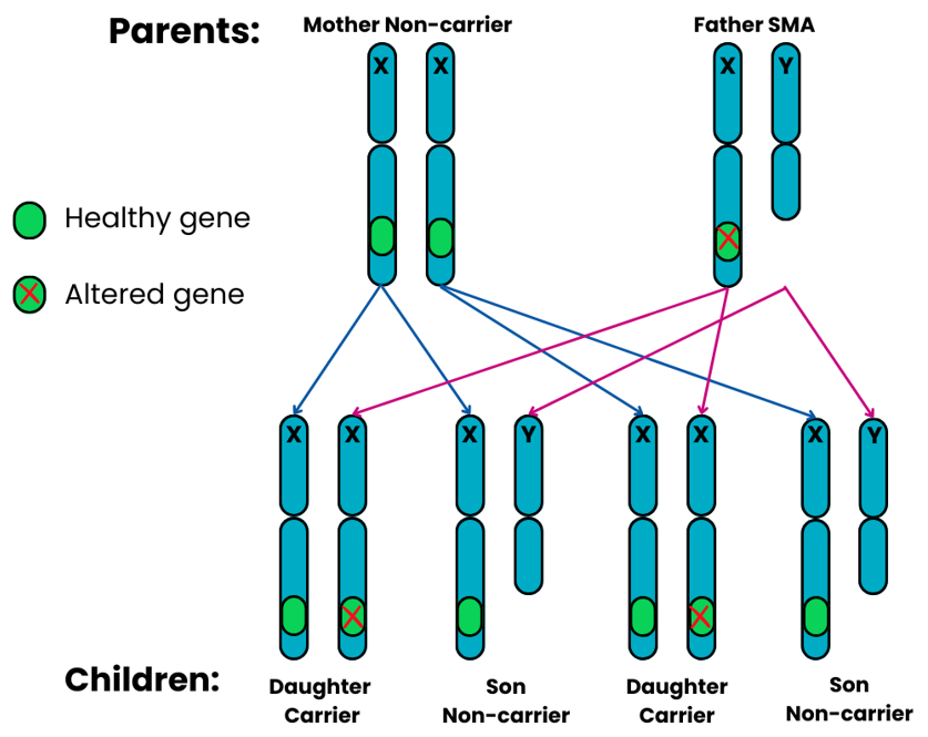 Genetics diagram showing x linked recessive pattern 3