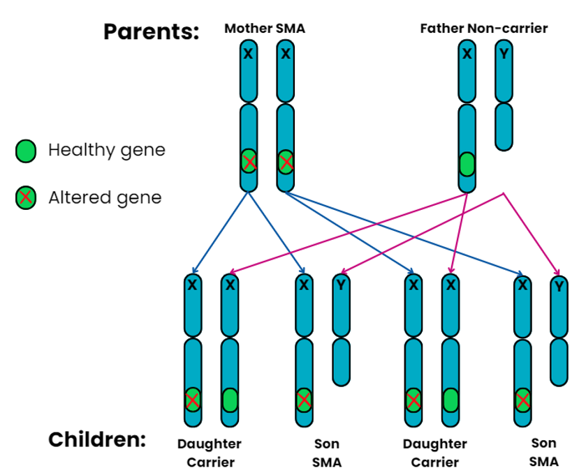 Genetics diagram showing x linked recessive pattern 4