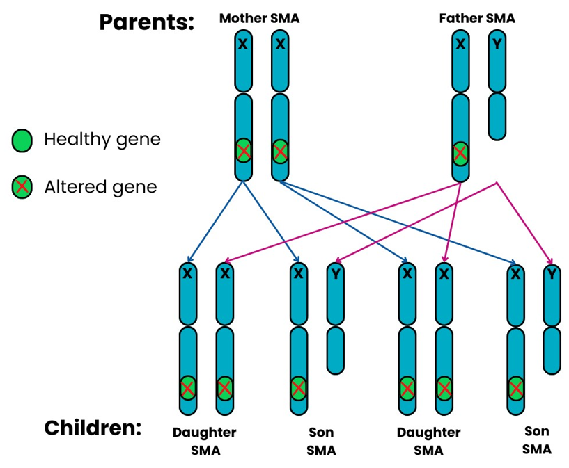 Genetics diagram showing x linked recessive pattern 5