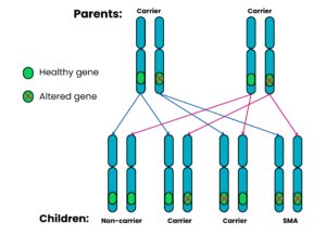 Genetics diagram showing autosomal recessive where both parents are carriers