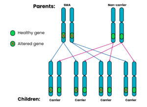 Genetics diagram showing autosomal recessive where one parent has SMA and the other doesn't and is a non-carrier