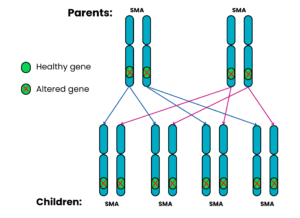 Genetics diagram showing autosomal recessive where both parents have SMA