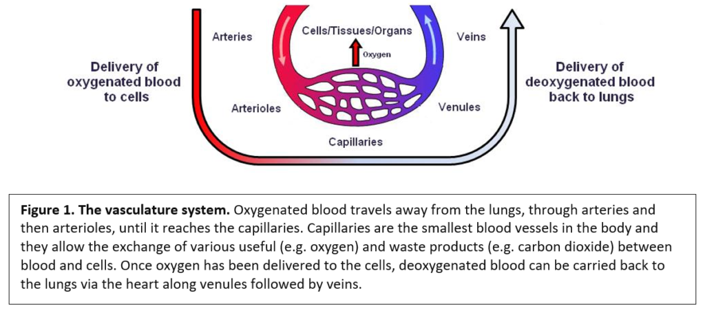 Image showing the vasculature system