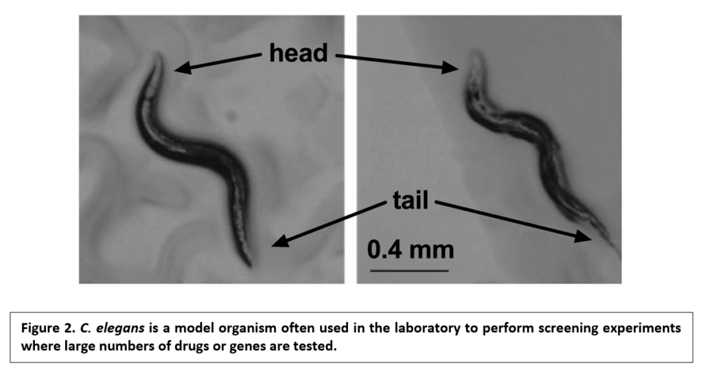 Image shows the use of worms in the lab