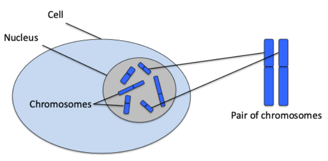 diagram of a cell showing the nucleus and chromosomes