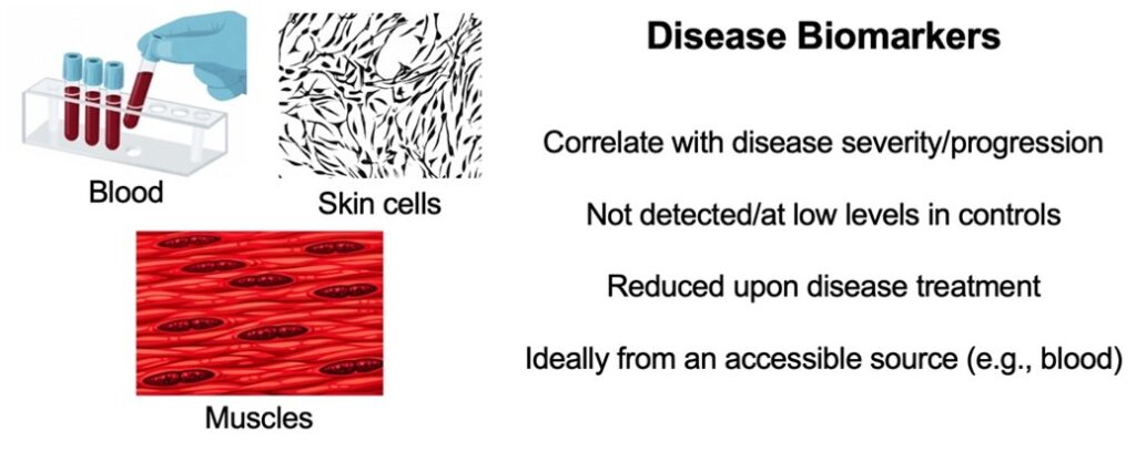summary as in text with illustrations of skin, blood cells & muscles