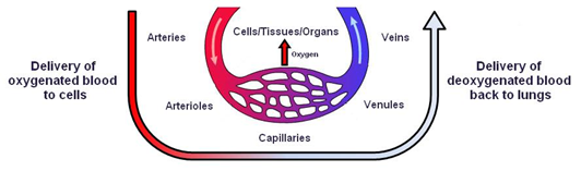 diagram of the vasculature system described in the text below